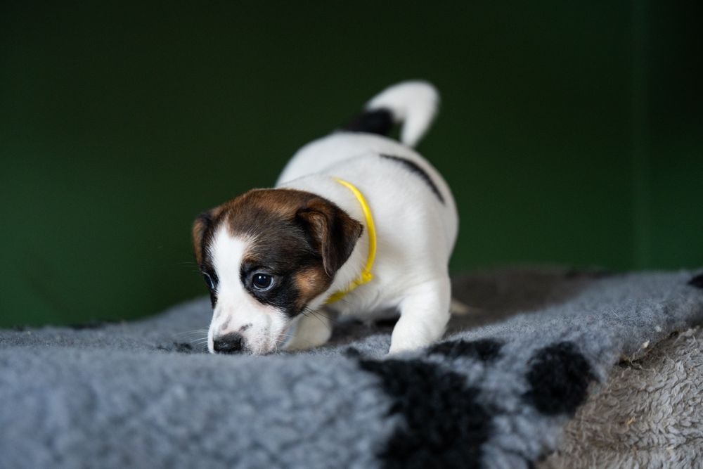 Jack Russell Terrier ZKwP gładkowłosa sunia