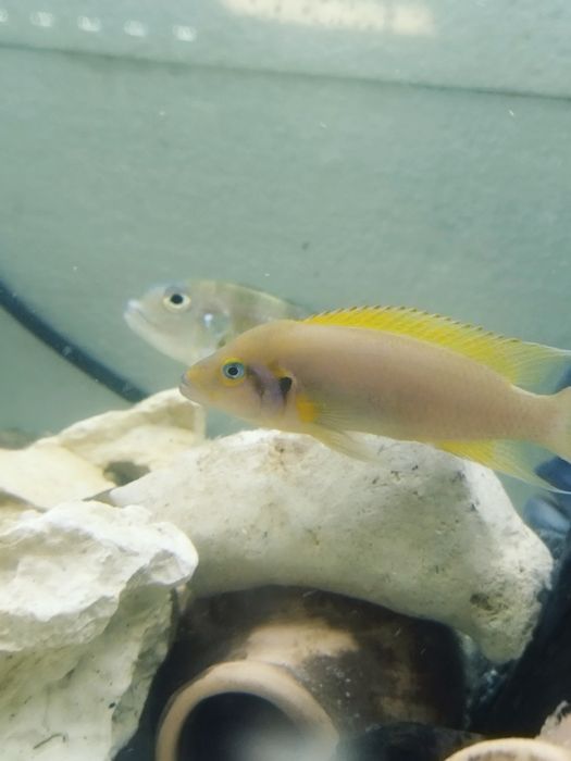 Neolamprologus daffodil tanganika 2