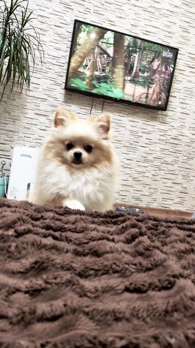 Вязка померанский шпиц  ищет невесту вязка шпиц