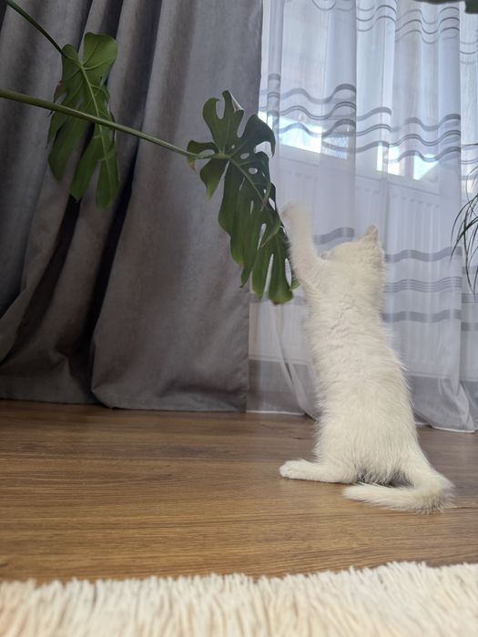 Кошенята у добрі руки