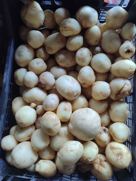 Молодой картофель