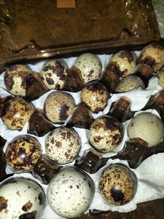 Яйця інкубаційні перепілки техас,