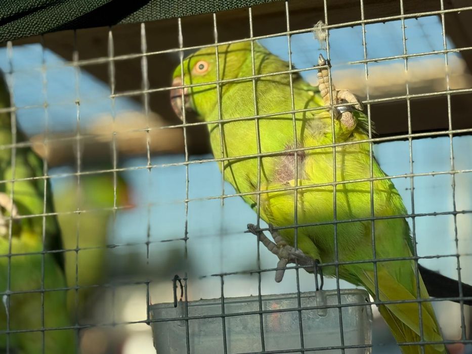 Aleksandretta obrożna