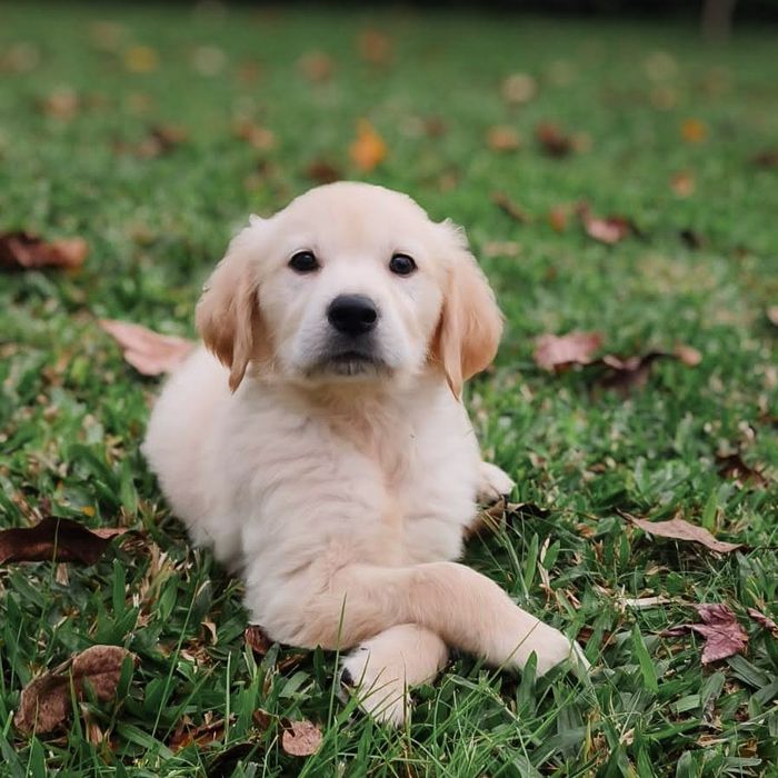 Golden Retriever disponível