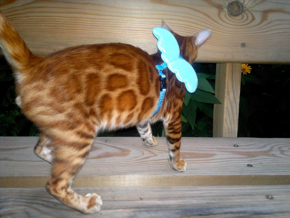 Лагідний BENn24 бенгальський хлопчик любимчик чи в розведення