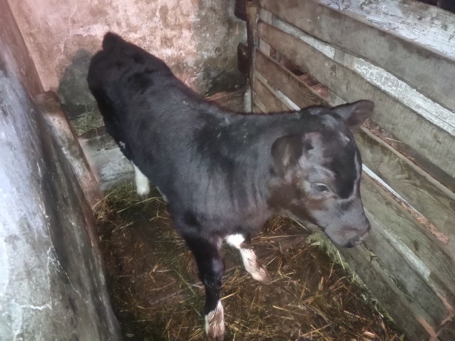 Продам молочну теличку,