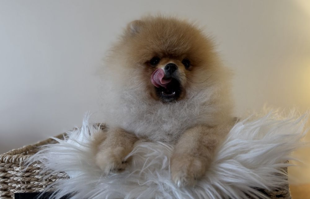 Szpic miniaturowy / pomeranian obłedny miś  GWIZDA FCI