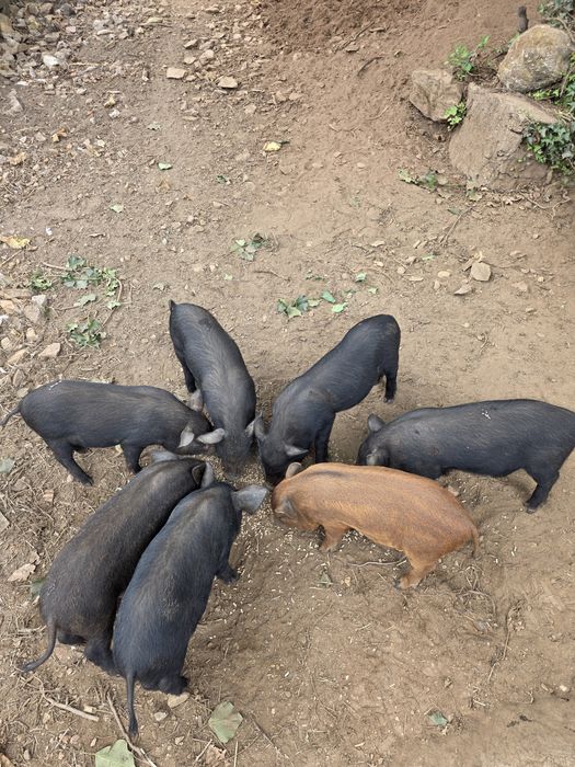 Porcos (leitões) American Guinea Hog