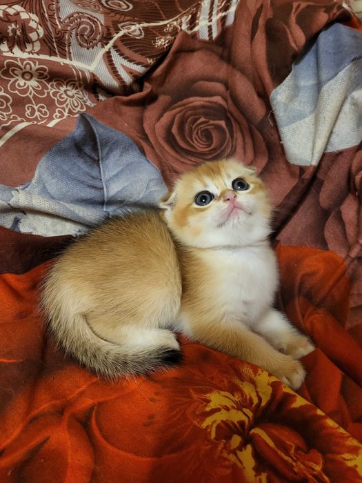 Красивенна дівчинка золота шиншилла.