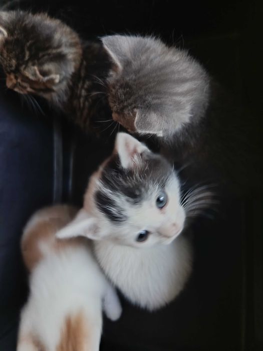 Котята в хорошие руки