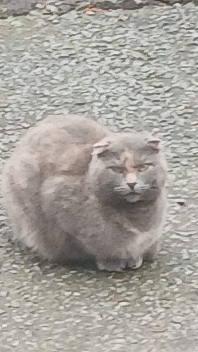 Отдам     даром  кошечек