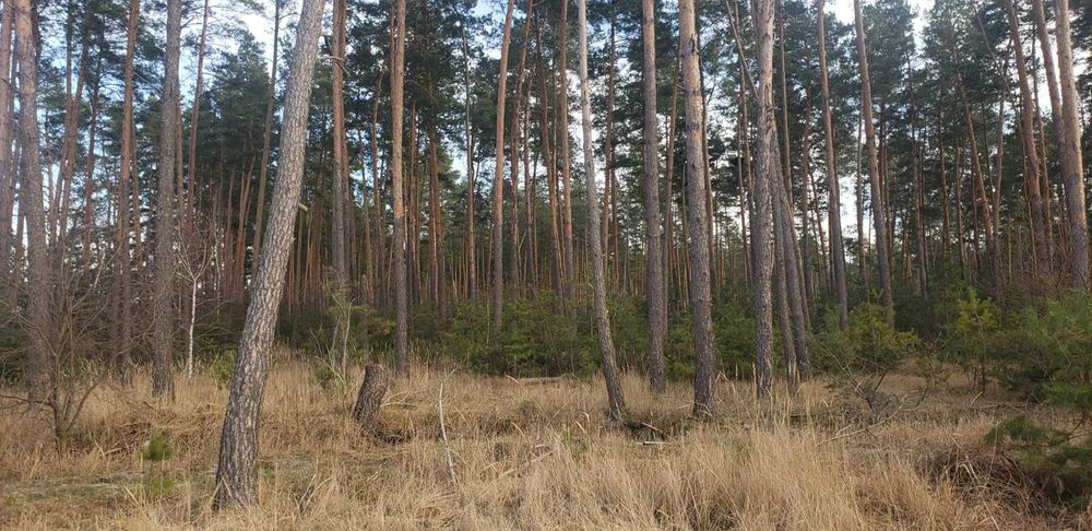 Продажа,обмен 2га с.Марьяновка осг фасад, асфальт