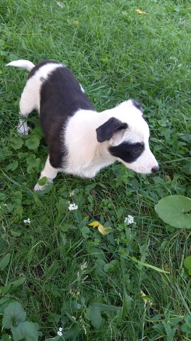 Віддам у добрі руки