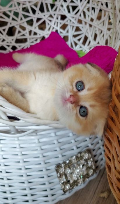 Очень ласковые и ручные малыши, котята золотая шиншилла