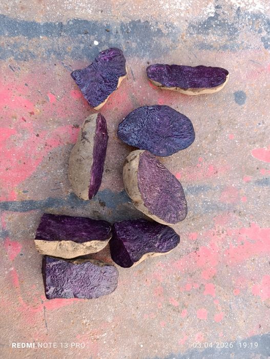 Картопля "солоха", бульба