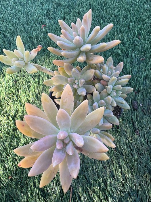 Suculentas Sedum Pachyphyllum Jelly Beans e Graptosedum Francesco Baldi preço 1€
