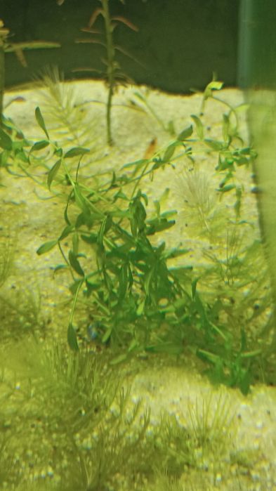 Plantas de aquário