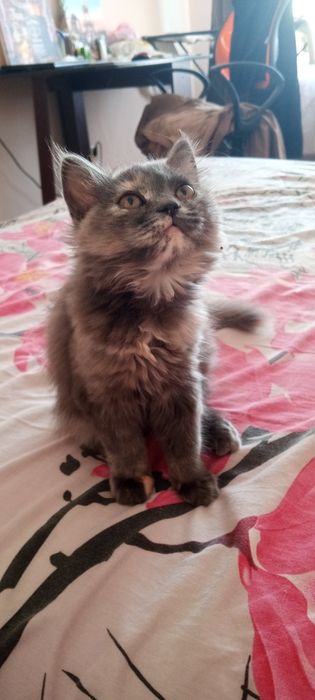 Кошечка британка