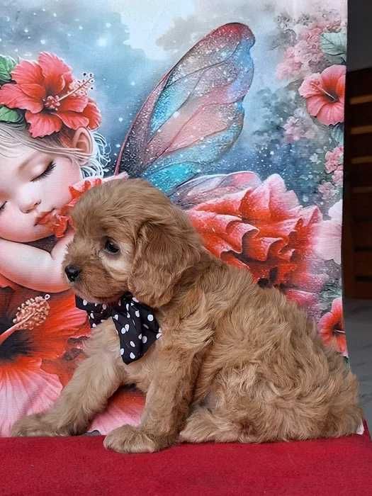 Cavapoo disponível