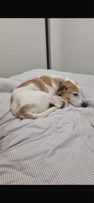 Cão para adoção responsável