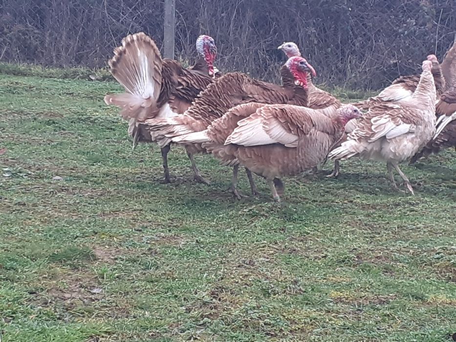 Продам Індики Бурбони