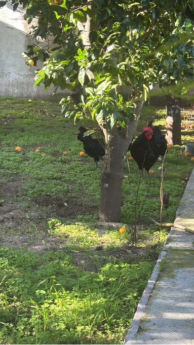 Disponíveis Ovos para incubação – Galinha Preta Lusitana