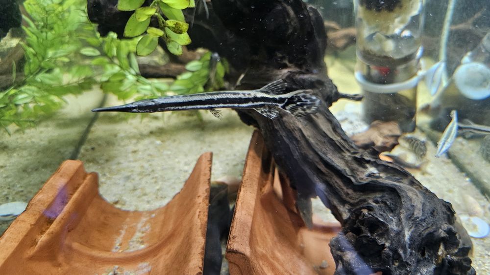 Lepisosteus oculatus 10-12cm