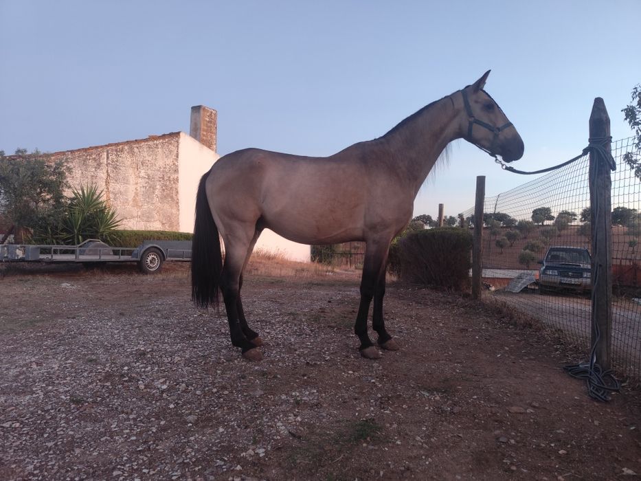 Cavalo pré castrado