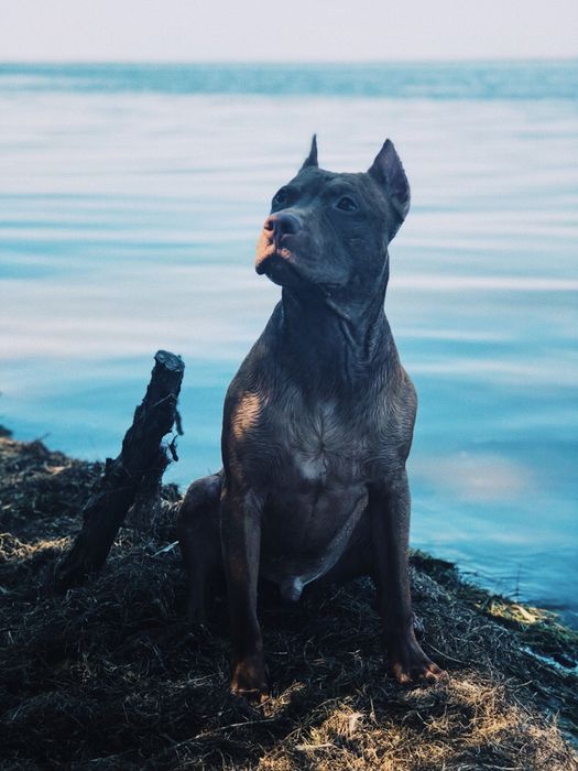 Американский Питбультерьер (АПБТ) Вязка