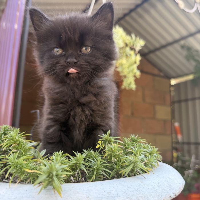 Віддам котика і кицю