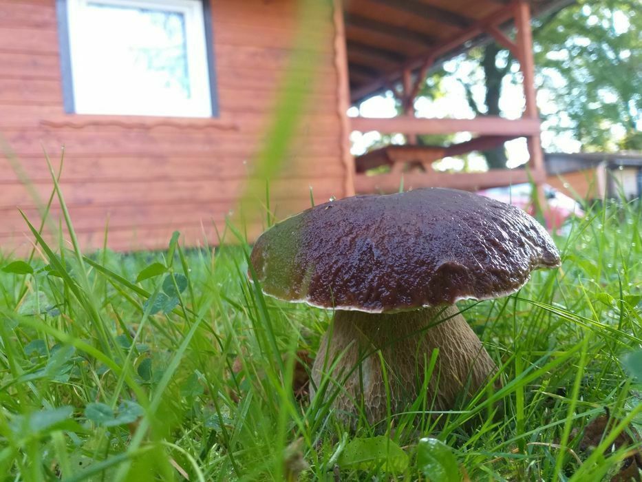 Domek nad jeziorem złotnickim wynajmę