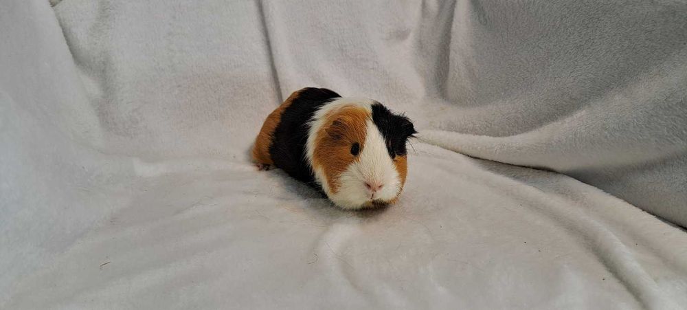 Морські свинки різні кольори.