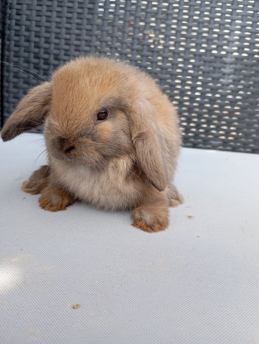 Królik mini lop miniaturka