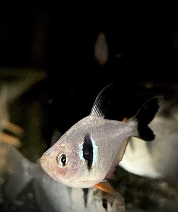 Bystrzyk Fantom Czarny - Tina Zoo Gliwice Jasna