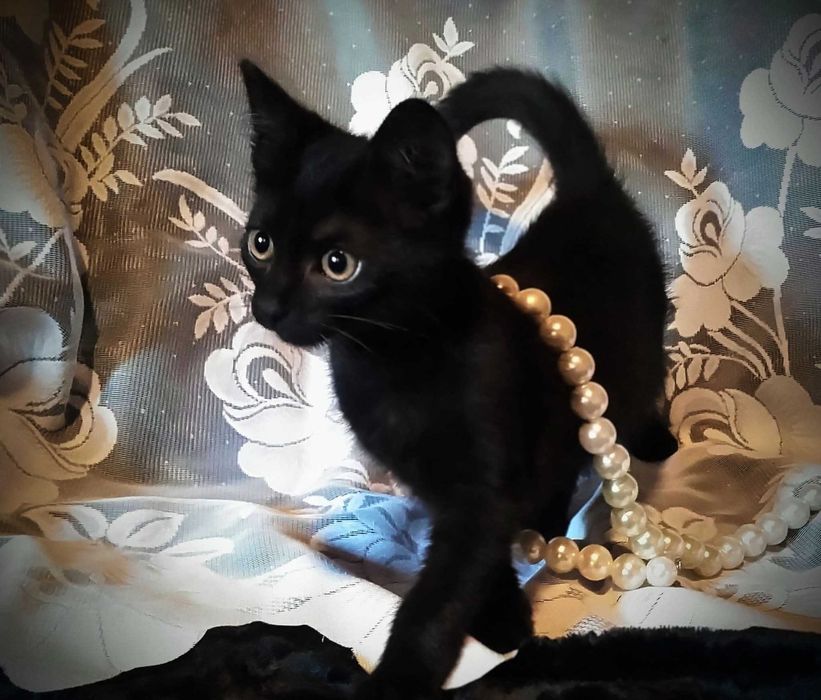 Кошенята шукають маму і тата :)