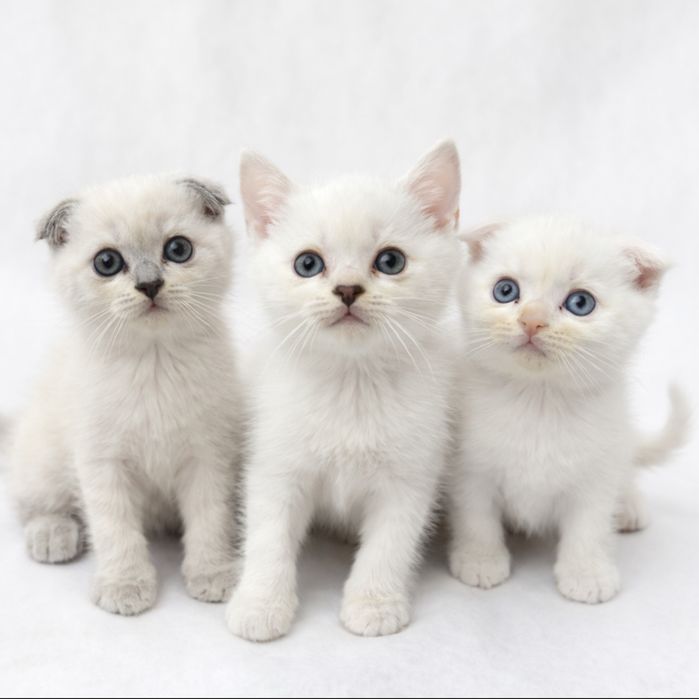 Шотландські кошенята