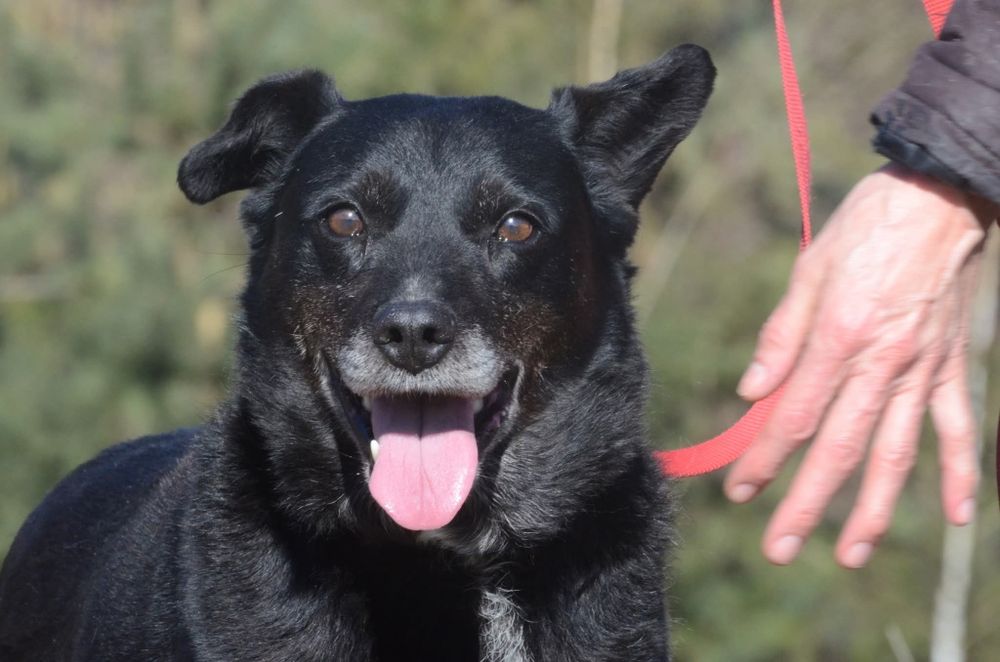 Cargo- do adopcji