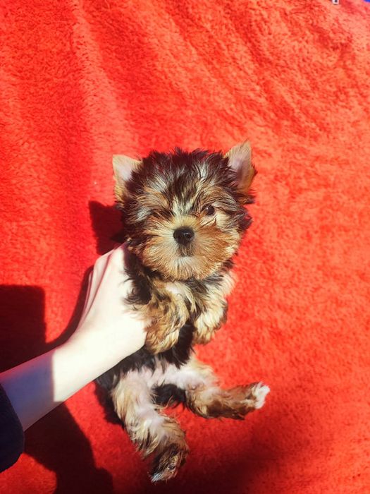 Прекрасная мини малышка Йорка