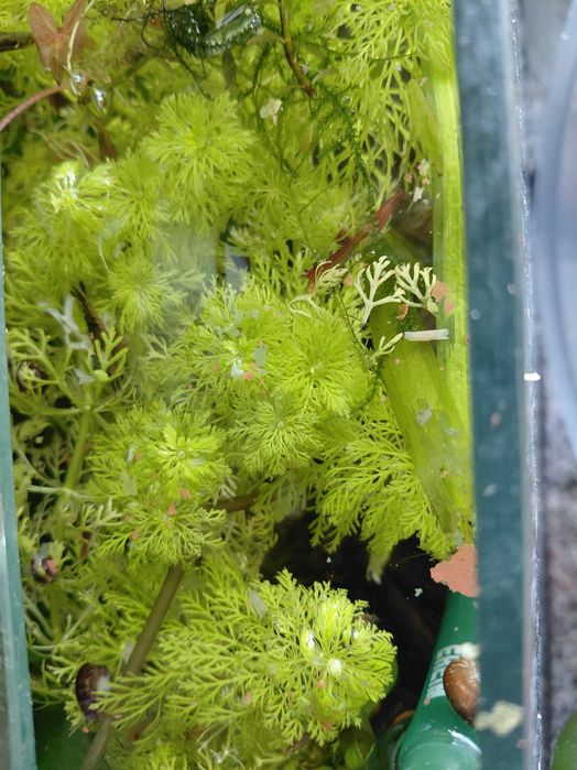 Limnophila Sessiflora