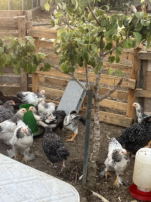 Pintos sob encomenda