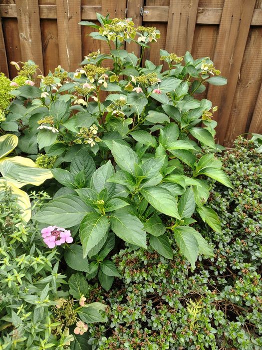 hortensia piłkowana, tawuła