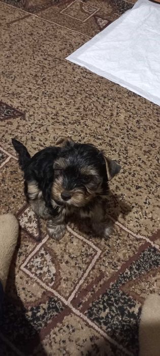 Цуценята породи йорк шукають собі родину