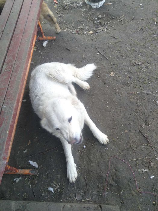 Owczarek podhalański