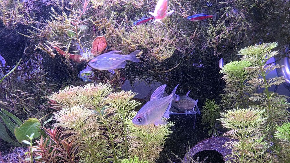 Vendo Tetra Diamante