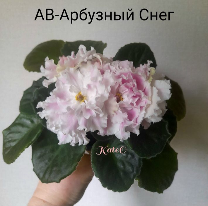 Листочки фіалок з дітками