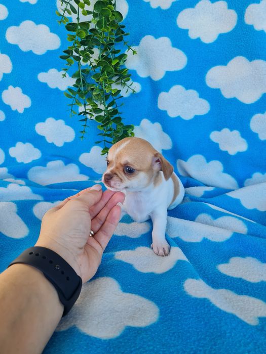 Estupendo menino mini Chihuahua Linhagem Russa de Qualidade