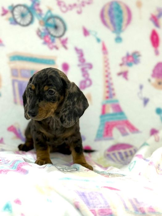 Teckel excelente menina Arlequim miniatura