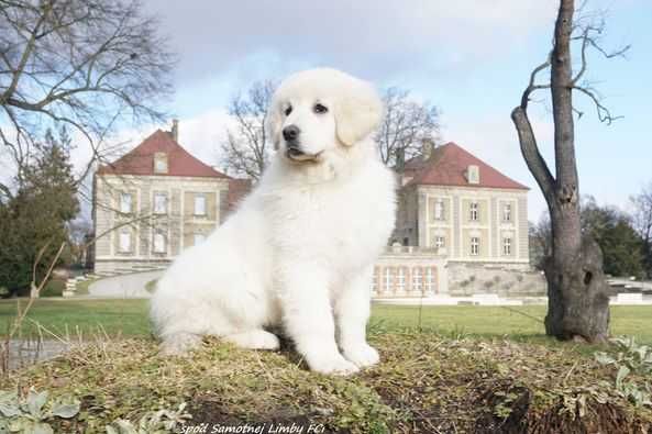 Polski Owczarek Podhalański  FCI, ZKwP - szczeniak