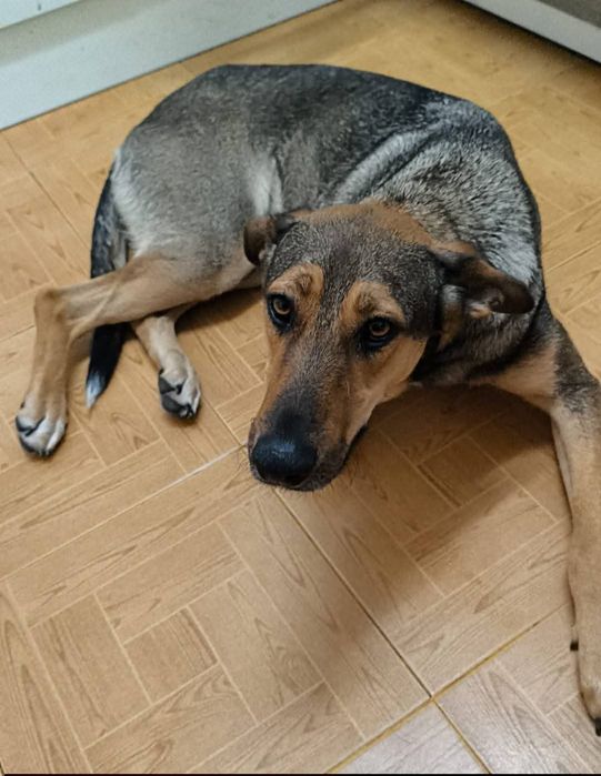 Menina X pastor alemão para adoção responsável