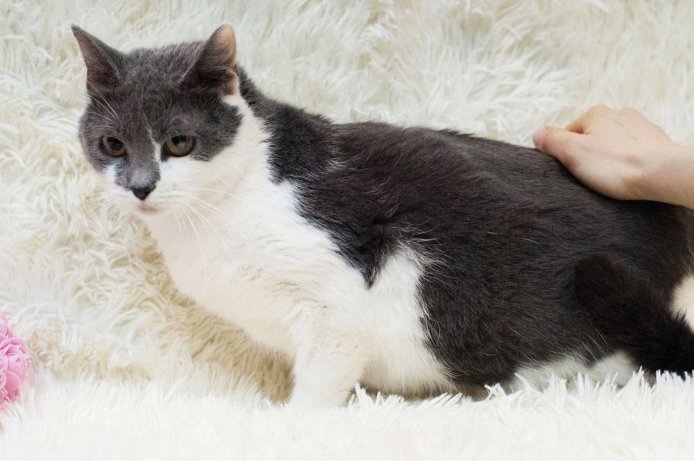 Скромная и красивая Санни ищет домик!